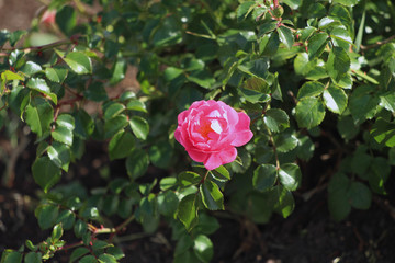 pink bush with flowered flower