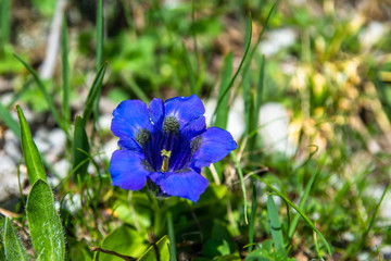 Genziana, genzianella