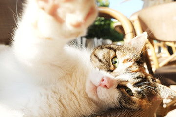 Cat taking selfie concept. Close up portrait of cute playful calico kitty with adorable pink nose lying on the wooden chair basking in sunlight, holding camera with its paws. Lazy feline background.