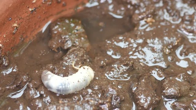 a beetle larva is burrowing the muddy soil