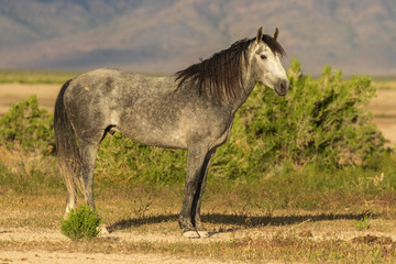 Obraz na płótnie Canvas Wild Horse Stallion