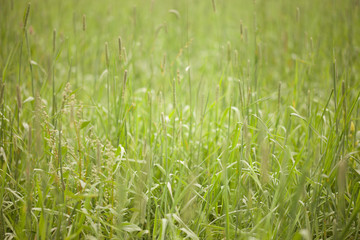 Obraz premium Fresh grass from a meadow