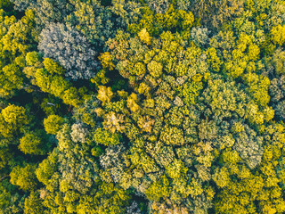 hundrets of trees from the bird view in a green forest