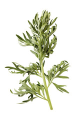 Wormwood branch isolated on white background