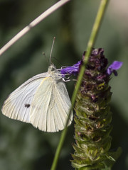 motyl © Henryk Olszewski