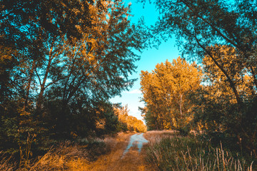 Fototapeta na wymiar rural footpath at autumn forest scene