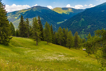 Blumenwiese im Obernbergtal