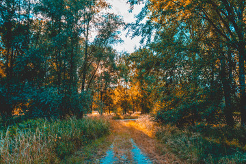 beautiful track in an colorful forest