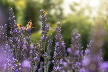 Mehrere Schmetterlinge fliegen über sonnendurchfluteten Lavendel