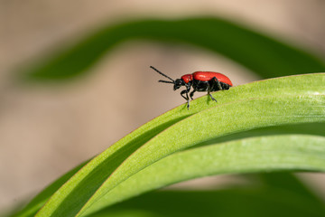 Lily leaf beetle, Lilioceris lilii