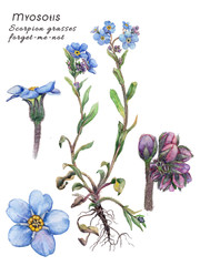 Flower forget-me-not,  Myosotis or Scorpion grasses. Detailed naturalistic watercolor illustration.