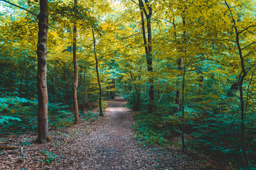 Fototapeta premium typical rural hiking track in a green and yellow colored forest
