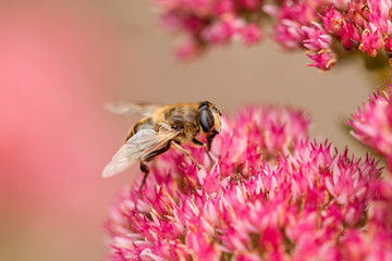 Dung fly on top of a pink flower