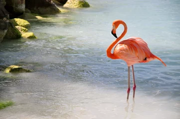 Foto auf Acrylglas 1 Flamingo döst © Tami