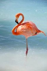 Wandcirkels plexiglas als een flamingo © Tami