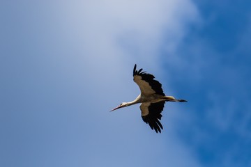 Weißstorch im Flug 