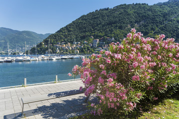 Lago di Como in Italy and Blooming Pink Oleander Shrub