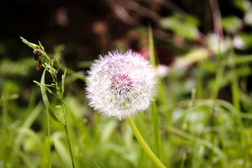 Pusteblume in Nahansicht