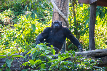View of chimpanzee