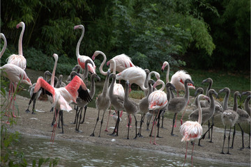 Junge Flamingos
