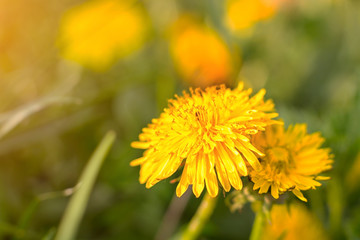 Dandelions on a green meadow