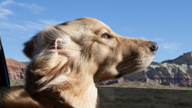 A dog enjoying the wind from an open window during a car ride in Northern  Arizona