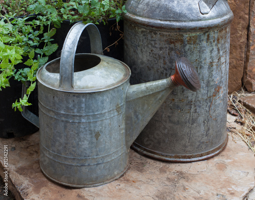 A Galvanized Aluminum Watering Can Next To Milk With Mint A Galvanized Aluminum Watering Can Next To Milk With Mint Plants Growing Nearby