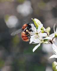 orange bumblebee on a white flower