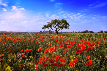 field of red poppies and a growing tree against a blue sky in Turkey