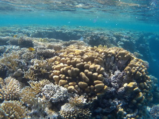 Naklejka na ściany i meble zerbrochene Korall