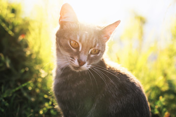  a cat portrait sits on a summer sunny meadow in bright rays