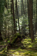 Forest scenery with moss and the sun creeping in