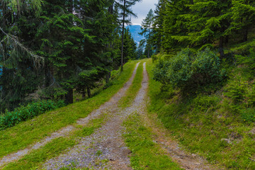 Weggabelung im Wald