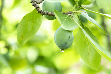 unripe plum hanging from branch