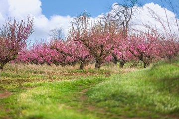 Naklejka premium Blossom.