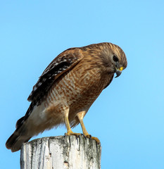 Red Shoulder Hawk