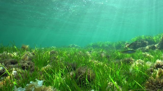 Grassy seabed underwater with natural sunlight, Mediterranean sea, Cabo de Palos, Cartagena, Murcia, Spain
