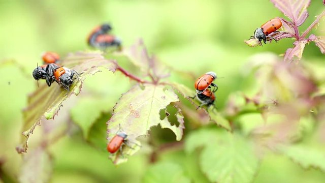 leaf beetles of the Chrysomelidae family (Lachnaia vicina) mating in nature
