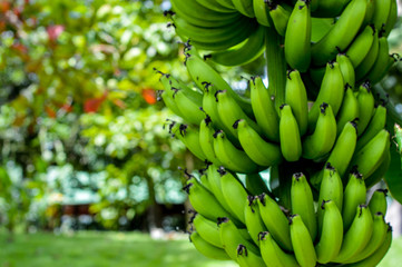 Manojo Bananas en su arbol y en un gran jardin todo verde 