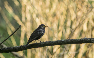 Black bird on the branch