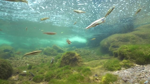 River underwater with a shoal of small fishes (mostly Eurasian minnow, Phoxinus phoxinus),  La Muga, Girona, Alt Emporda, Catalonia, Spain
