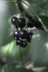 Black currants on the bush branch in the garden, harvest of blackcurrants on the branch.