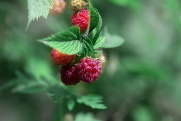 Ripe raspberry on the branch in the garden. Fresh raspberry bush. Juicy red berries.