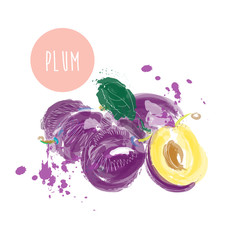 plum watercolor illustration. hand drawn vector painting of fruit. juicy plum. 