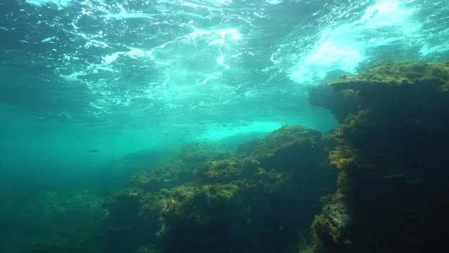 Rocks covered by algae below sea surface with a school of fish ( mullet ) underwater in the Mediterranean sea, Cabo de Palos, Cartagena, Murcia, Spain
