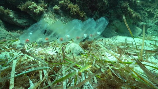 Salps planktonic tunicate underwater in the Mediterranean sea, Cabo de Gata-N&iacute;jar natural park, Almeria, Andalusia, Spain
