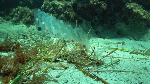 Salps underwater creature, planktonic tunicate on the seabed in the Mediterranean sea, Cabo de Gata-N&iacute;jar natural park, Almeria, Andalusia, Spain

