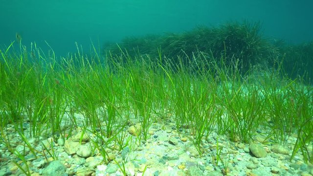 Seagrass underwater on the seabed, Cymodocea nodosa, the little neptune grass with Posidonia oceanica in background, Mediterranean sea, Cabo de Palos, Cartagena, Murcia, Spain
