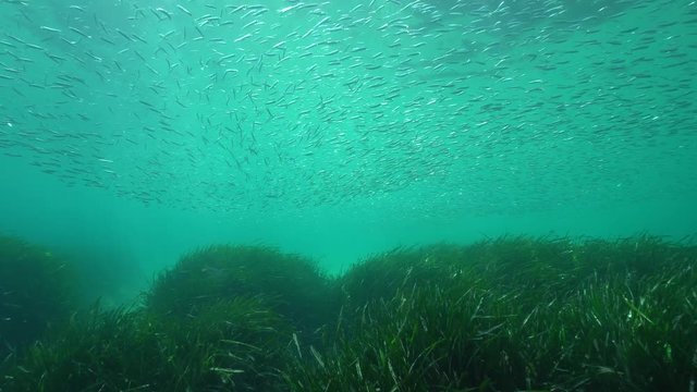 A shoal of fish (Atherina hepsetus) on the upper part and seagrass (Posidonia oceanica) on the seabed in the Mediterranean sea, underwater scene, Javea , Alicante, Valencia, Spain
