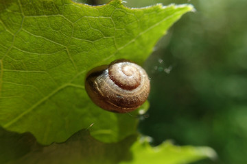 Snail on a green leaf